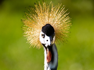 Grijze kroonkraanvogel - De Zonnegloed - Dierenpark - Dieren opvangcentrum - Sanctuary